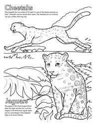 A Day At The Zoo Coloring Book 8.5 X 11 With "At The Zoo" Song