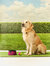 Pack Away Waterproof Dog Bowl - Azalea