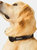 Premium Dog Collar - Black (L, XL)