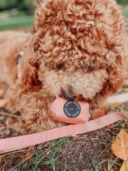 Adjustable Harness - A Latte Pupkin