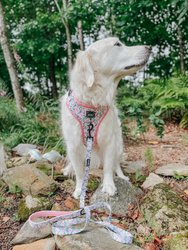 Adjustable Harness - Magnolia