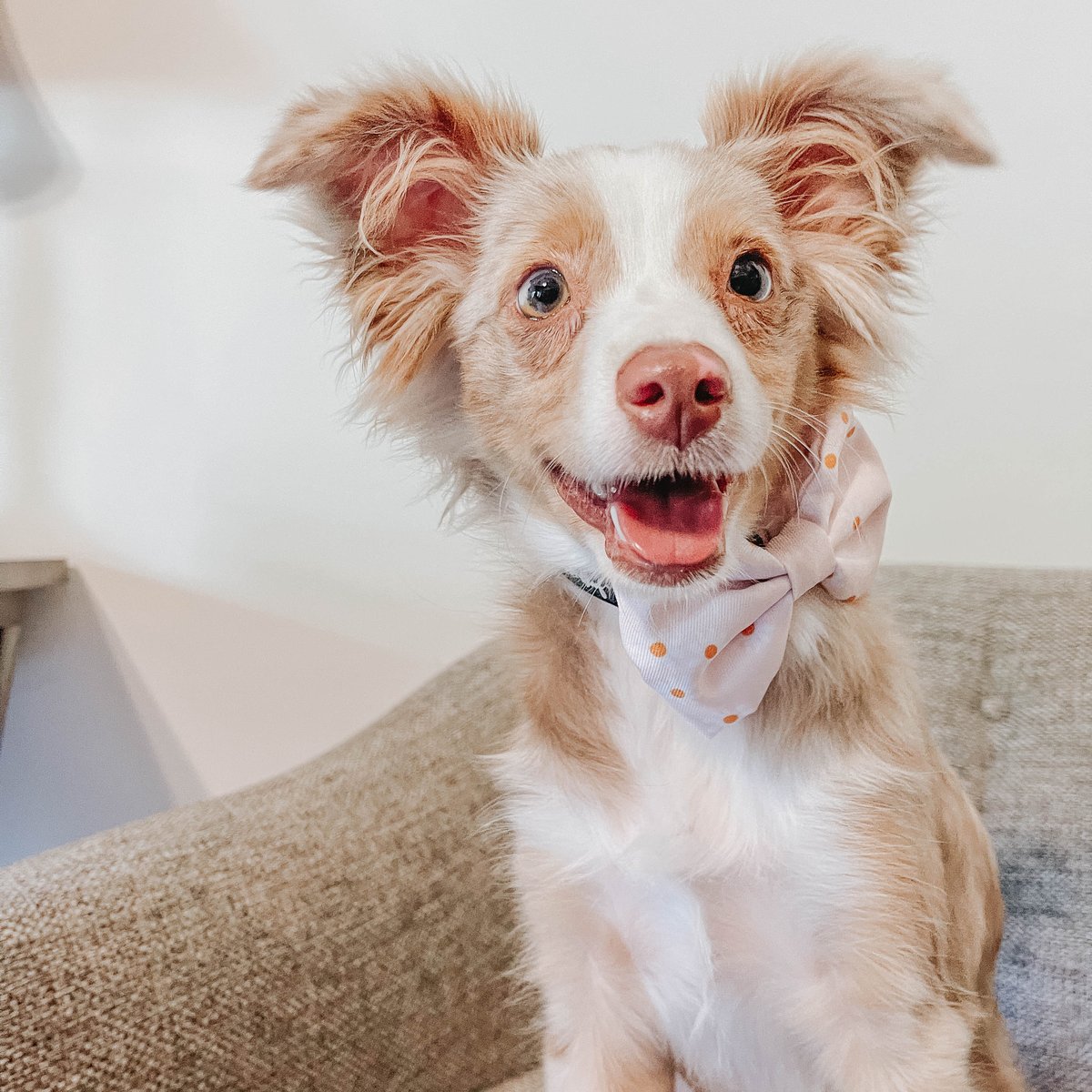 Dog Adjustable Harness - Dainty Daisy