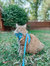 Cat Bowtie - Purrs & Petals