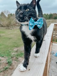 Cat Collar - Purrs & Petals