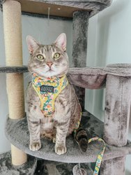 Cat Step-In Harness - Zest Friends