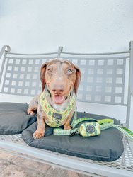 Dog Adjustable Harness - Boozy Barks