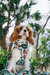 Dog Adjustable Harness - Classy Cavs