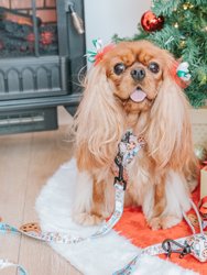 Dog Adjustable Harness - Cookies Fur Santa