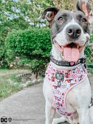 Dog Adjustable Harness - Harley Quinn™