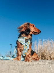 Dog Adjustable Harness - Pawketful Of Sunshine