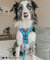 Dog Adjustable Harness The Powerpuff Girls™ - Blue