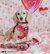 Dog Adjustable Harness - The Powerpuff Girls - Love