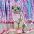Dog Bandana - Barbie™ Malibu