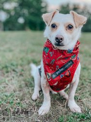 Dog Bandana - Harry Potter™