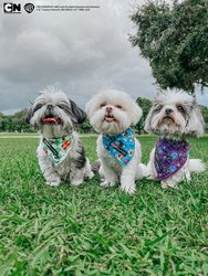 Dog Bandana - Mojo Jojo™