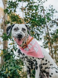 Dog Bandana - Sassy AF