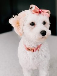 Dog Collar - Dolce Rose