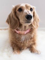 Dog Collar - Dolce Rose