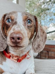 Dog Collar - Foxy