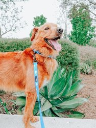 Dog Collar - Might As Whale