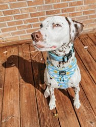Dog Collar - Pawketful Of Sunshine