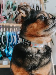 Dog Collar - Peach Please