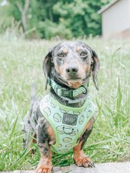 Dog Collar - Serving Up Sass
