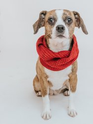 Dog Infinity Scarf - Red