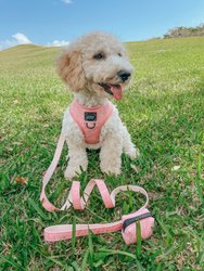 Dog Leash - Dolce Rose