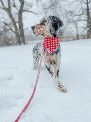 Dog Rope Leash - Amore