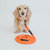 Dog Rope Leash - Neon Orange