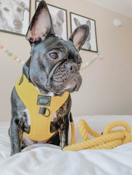 Dog Rope Leash - Neon Yellow