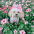 Dog Sailor Bow - Barbie™ Malibu