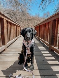 Dog Waste Bag Holder - Loyal Labradors