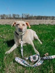 Dog Waste Bag Holder - Loyal Labradors