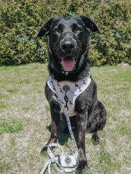 Dog Waste Bag Holder - Loyal Labradors