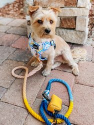 Rope Leash - Airy