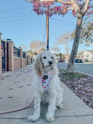 Rope Leash - Lavender