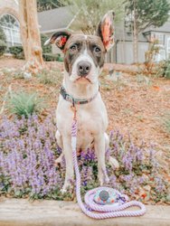 Rope Leash - Lavender