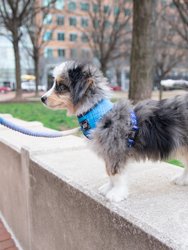 Rope Leash - Ombre Blue