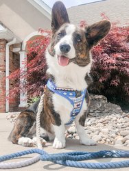 Rope Leash - Ombre Blue