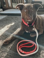 Rope Leash - Ombre Pink