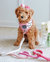 Rope Leash - Ombre Pink