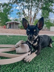 Waterproof Leash - Beige