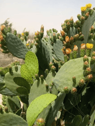 Hair Conditioner enriched with prickly pear