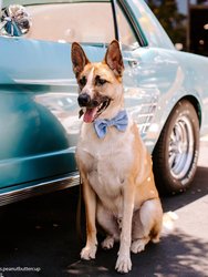 Blue Herringbone Flannel Dog Bow Tie