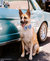 Blue Herringbone Flannel Dog Bow Tie