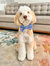 Blue Herringbone Flannel Dog Bow Tie