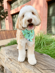 Jurassic Bark Dog Bandana