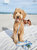 Malibu Blue Waterproof Cloud Dog Leash
